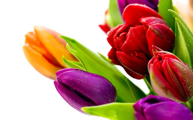 tulipanes en flor 2K fondo de pantalla