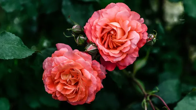 Цветна роза 2K тапет
