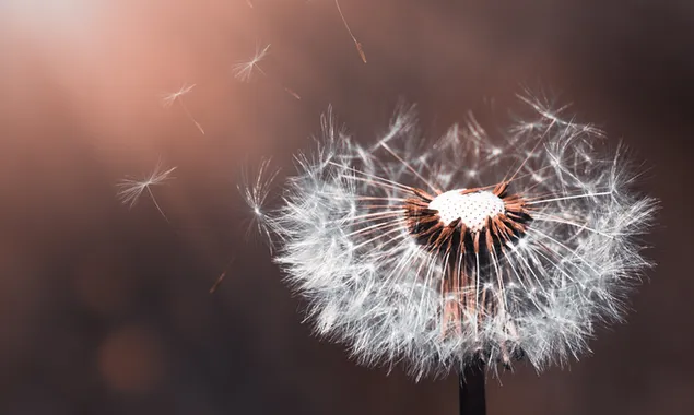Blasender Löwenzahn 4K Hintergrundbild