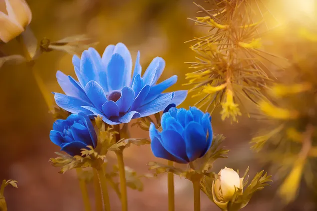 Blue Anemone blooms in springtime