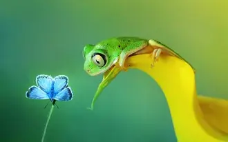 modry motyl a zelena zaba zabavna pozice stahnout