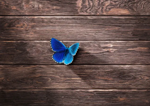 Blue butterfly on wood download