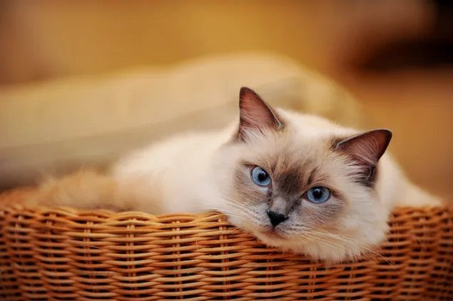 Gato de ojos azules 4K fondo de pantalla