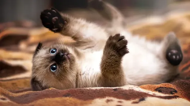Siamese kat met blauwe ogen die op deken speelt met poten in de lucht download