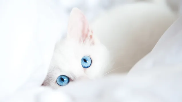 Gato blanco de ojos azules 2K fondo de pantalla