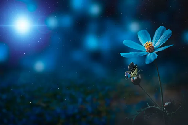 焦点が合っていない暗闇の中で青い花と蝶