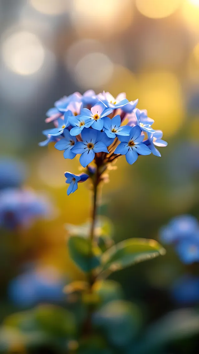 hydrangea blu lulezon me sfond bokeh shkarkim