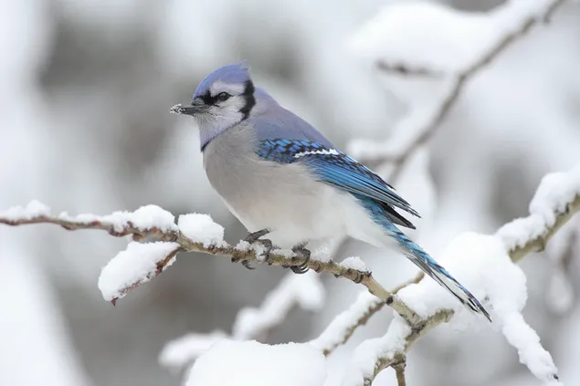 Taustpilt Blue Jay lumisel oksal (Kanada, Algonquini provintsipark) 2K