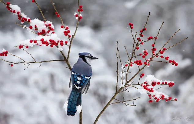 Blue Jay en el árbol de rosa mosqueta cubierto de nieve descargar