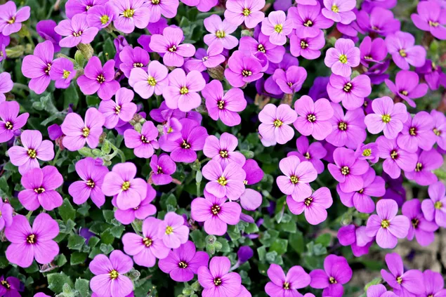 Blaue Kissenblumen-Pflanzentapete 4K Hintergrundbild