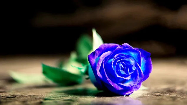 Blauwe roos download