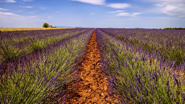Jardín de lavanda azul cielo