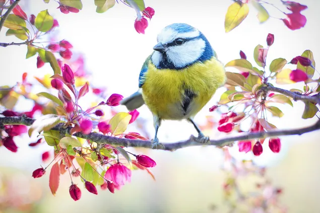 Pimpelmees lentevogel in een tak van roze bloeiende bloemen download
