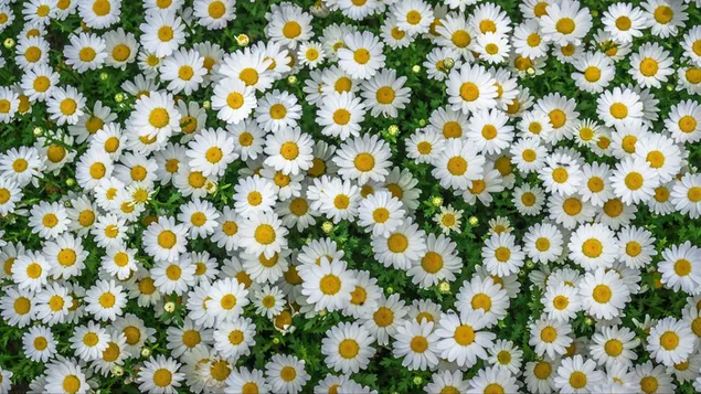 Blumen - deutsche Kamille herunterladen