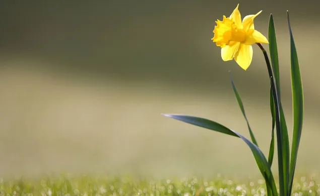 Blur shot of long-leaved yellow daffodil flower