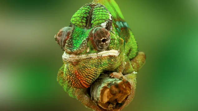 Verschwommene grüne Hintergrundfotografie des Chamäleons, das auf einem Ast in mehrfarbigem Grünton wartet