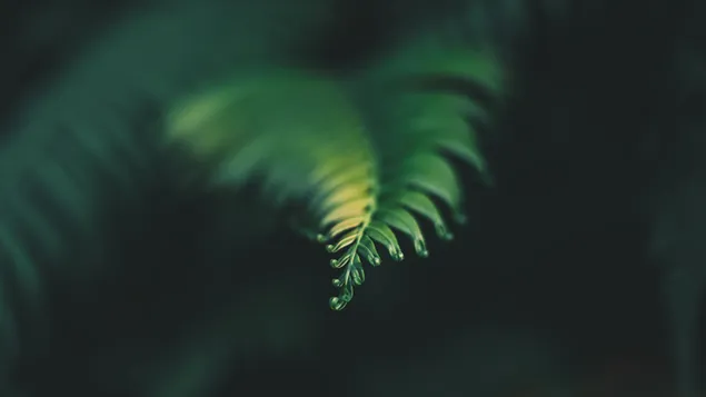 Blury green forest leaf