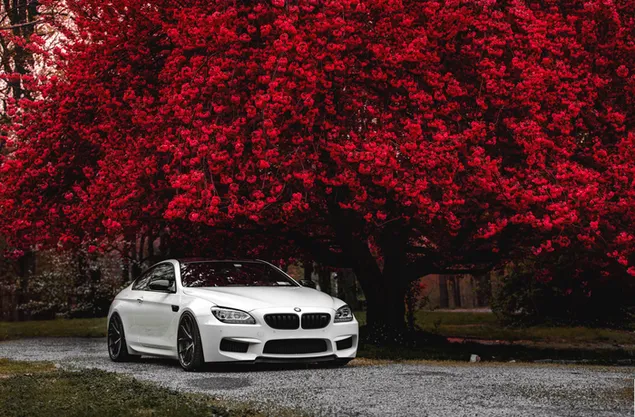 BMW M6 ダウンロード