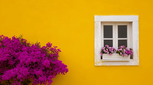 prezemete smel zholt dzid so bel prozorets i zhivopisni violetovi tsvekjinja
