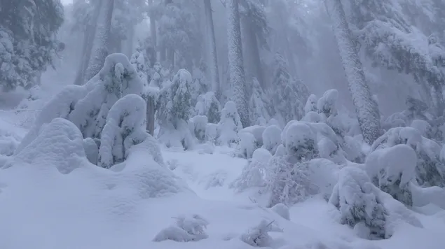 Bomen bedekt met sneeuw