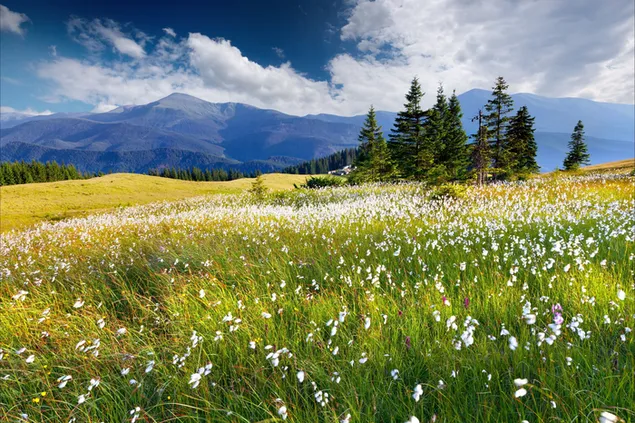 Bonito fondo de primavera descargar