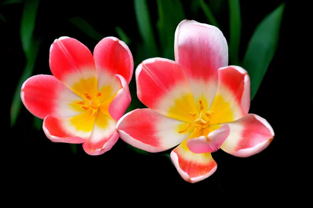 Bonito tulipán flor