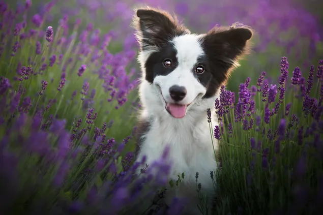 Border-Collie-Hund herunterladen
