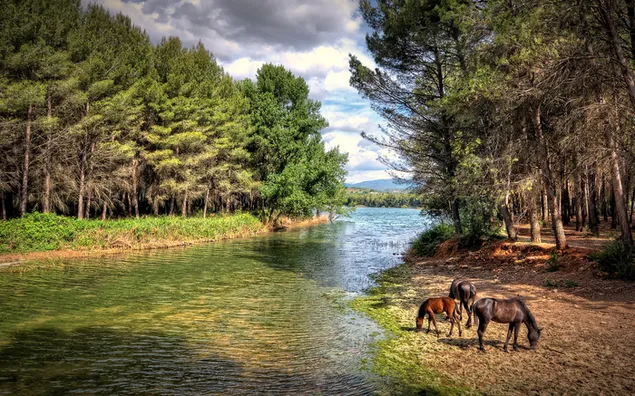 Bos, rivier en vrije paarden in de natuur download