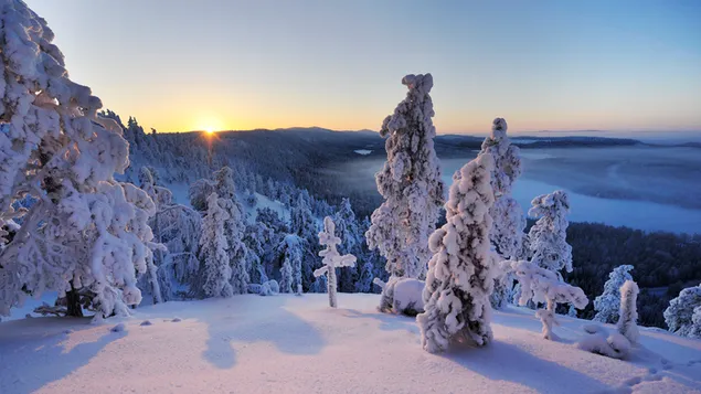 Bosque de invierno y puesta de sol
