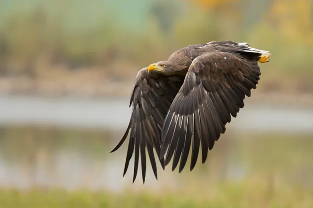 ぼやけた自然の中で撮影された高貴な動物のワシの飛行