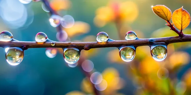 Grana s prozirnim kapljicama, fokusirana na rosu s zamućenom pozadinom lišća 4K pozadina