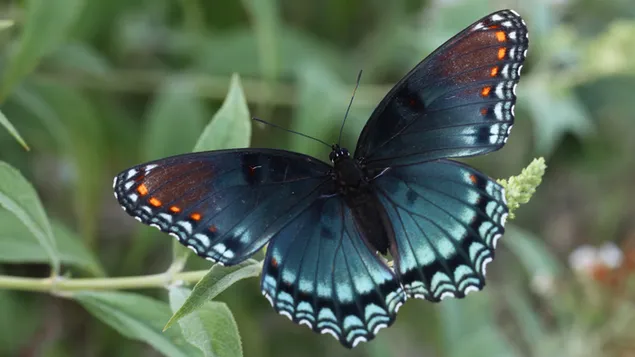 Brentonblauer Schmetterling 4K Hintergrundbild