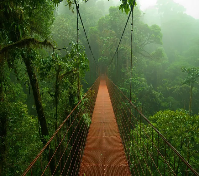 Bridge, Green Forest, Fog