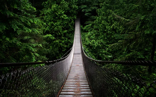 Brücke im Wald 2K Hintergrundbild