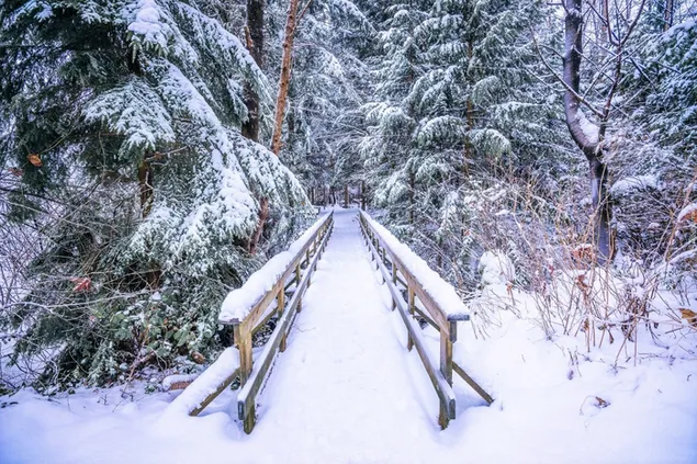 Bridge in winter forest