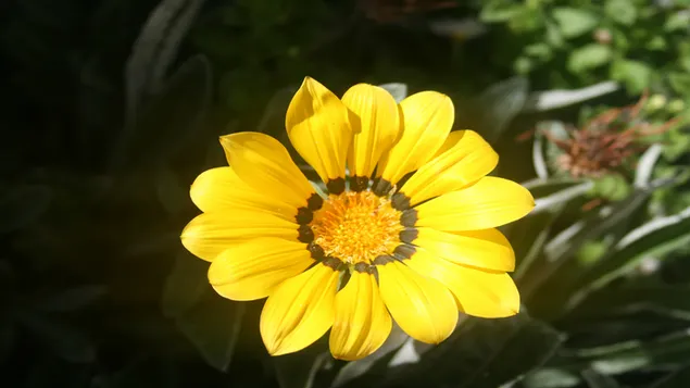 Helder gele bloem