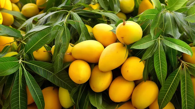 Ярко-желтые манго, висящие среди сочных зеленых листьев на манговом дереве 2K обои