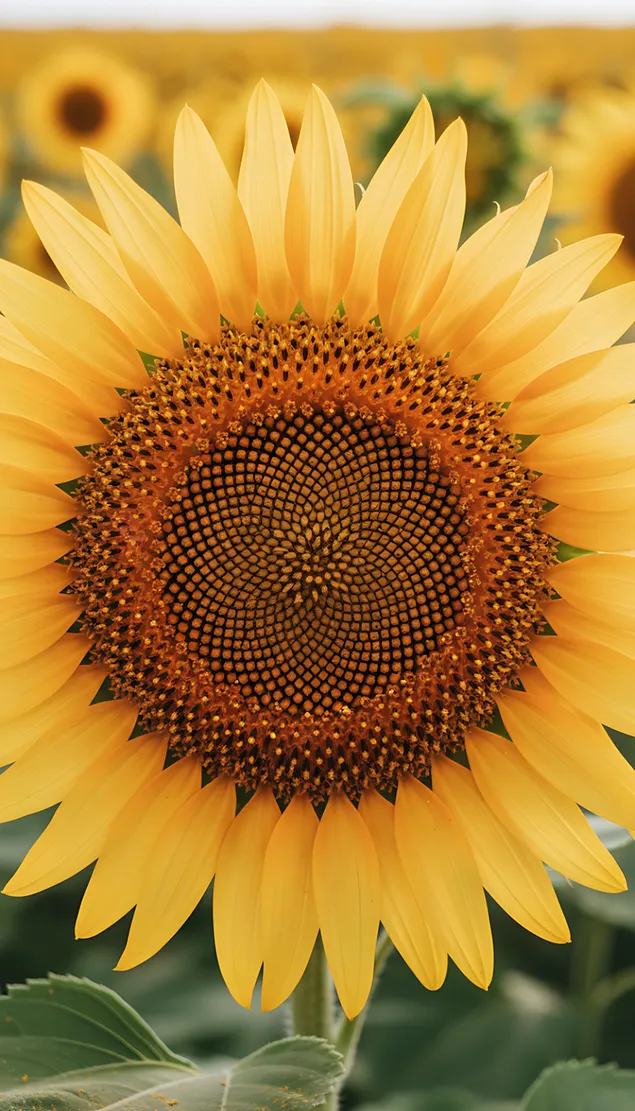 d`kthaantawansiiehluue`ngsdaisaebbaiklchid daawnohld