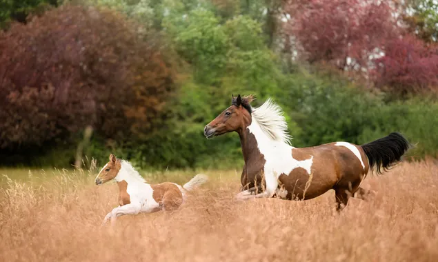 Ngựa nâu và ngựa trắng và ngựa con chạy trên cỏ khô giữa những cây có lá xanh đỏ