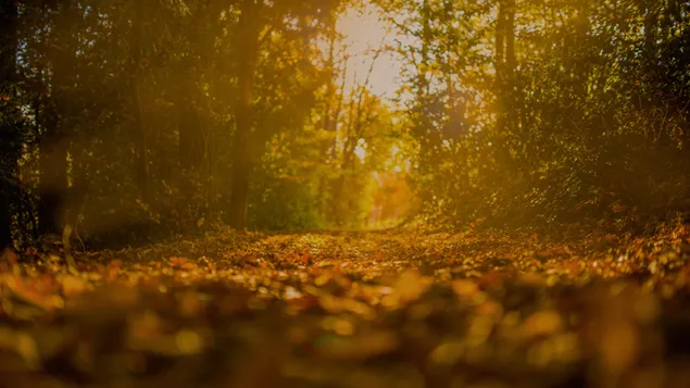 marrone autunno arancione tramonto sii gentile con te stesso sfondo del desktop scarica