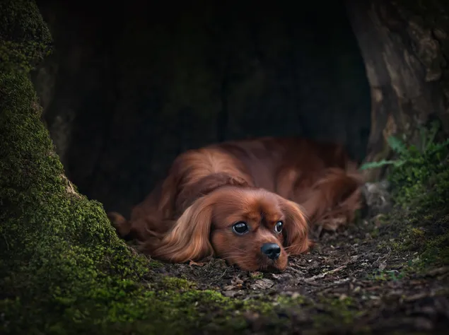 이끼 낀 나무 속에서 쉬고 있는 갈색 귀여운 강아지 HD 배경화면