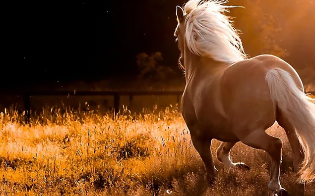 Braunes Pferd, das in der Sonne auf der Wiese läuft 2K Hintergrundbild