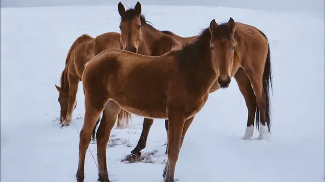 雪に覆われた地面に茶色の馬