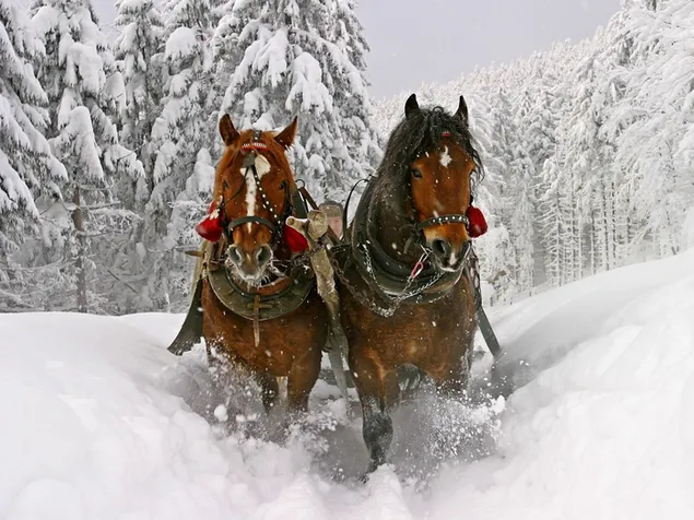 Brown horses running along the snowy forest road