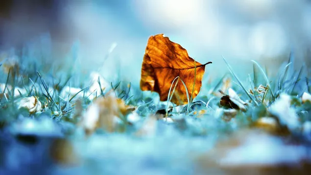 Braunes Blatt in Herbstfarben fotografiert deutlich im Gras 2K Hintergrundbild