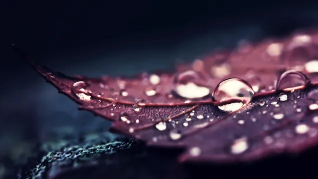 Brown Leaf With Water Drops