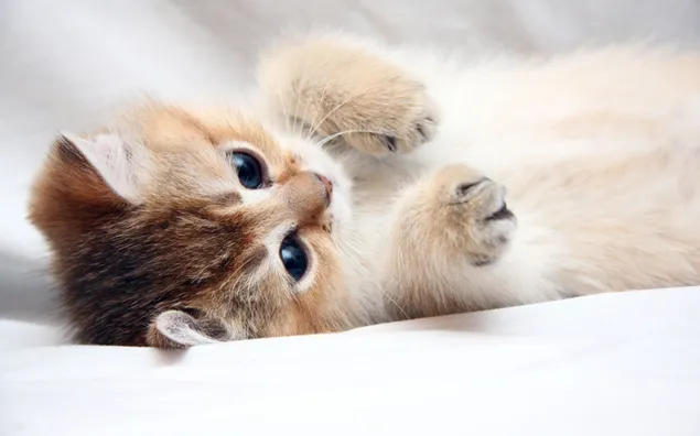 茶色のぶち子猫、猫、かわいい、足、顔 HD 壁紙