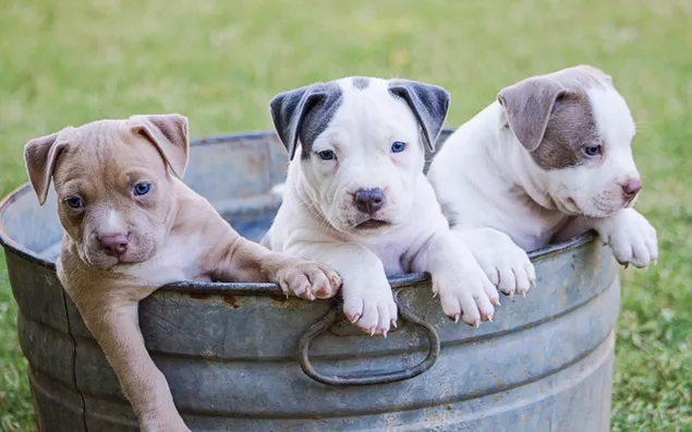 Bruine, witte en grijze Amerikaanse pitbullterriër-puppy's download