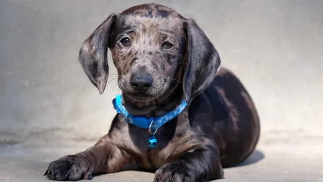 Bruin met vlekken teckel pup