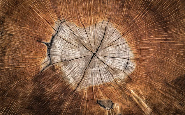 Losa de madera marrón, zona anual, naturaleza, textura, fondo de plantas HD fondo de pantalla